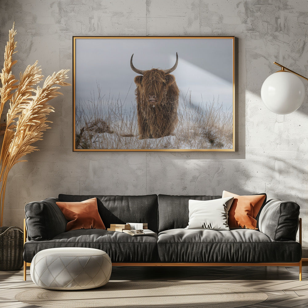 Highlander im Schnee | Poster