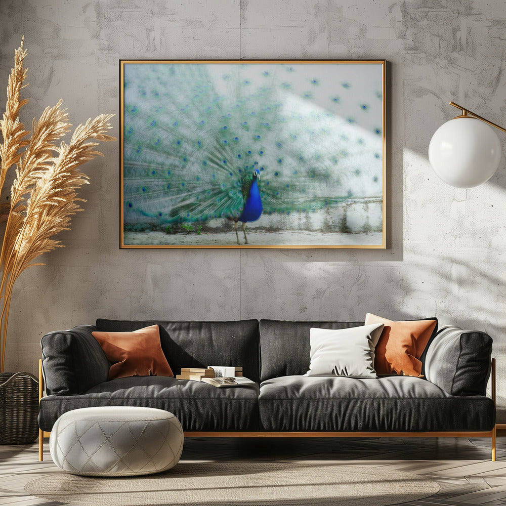Pfau | Poster