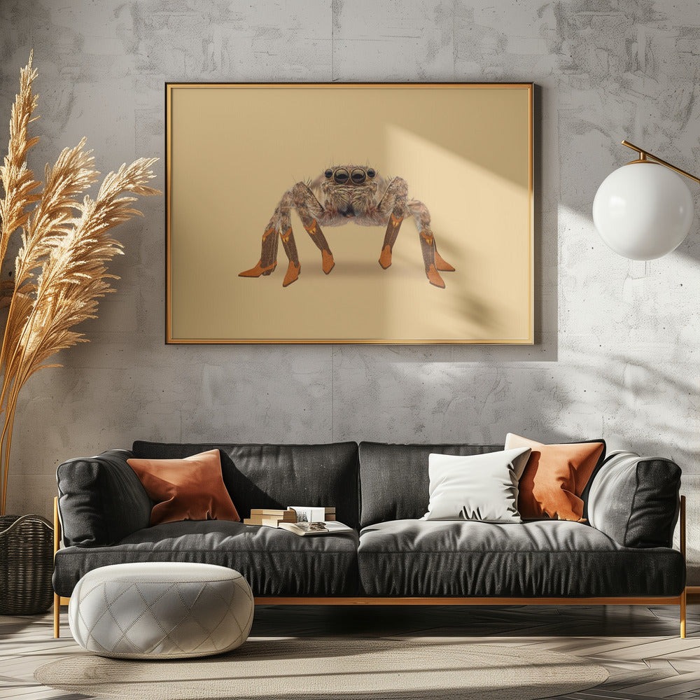 Lydia, die langbeinigste Cowgirl-Spinne | Poster