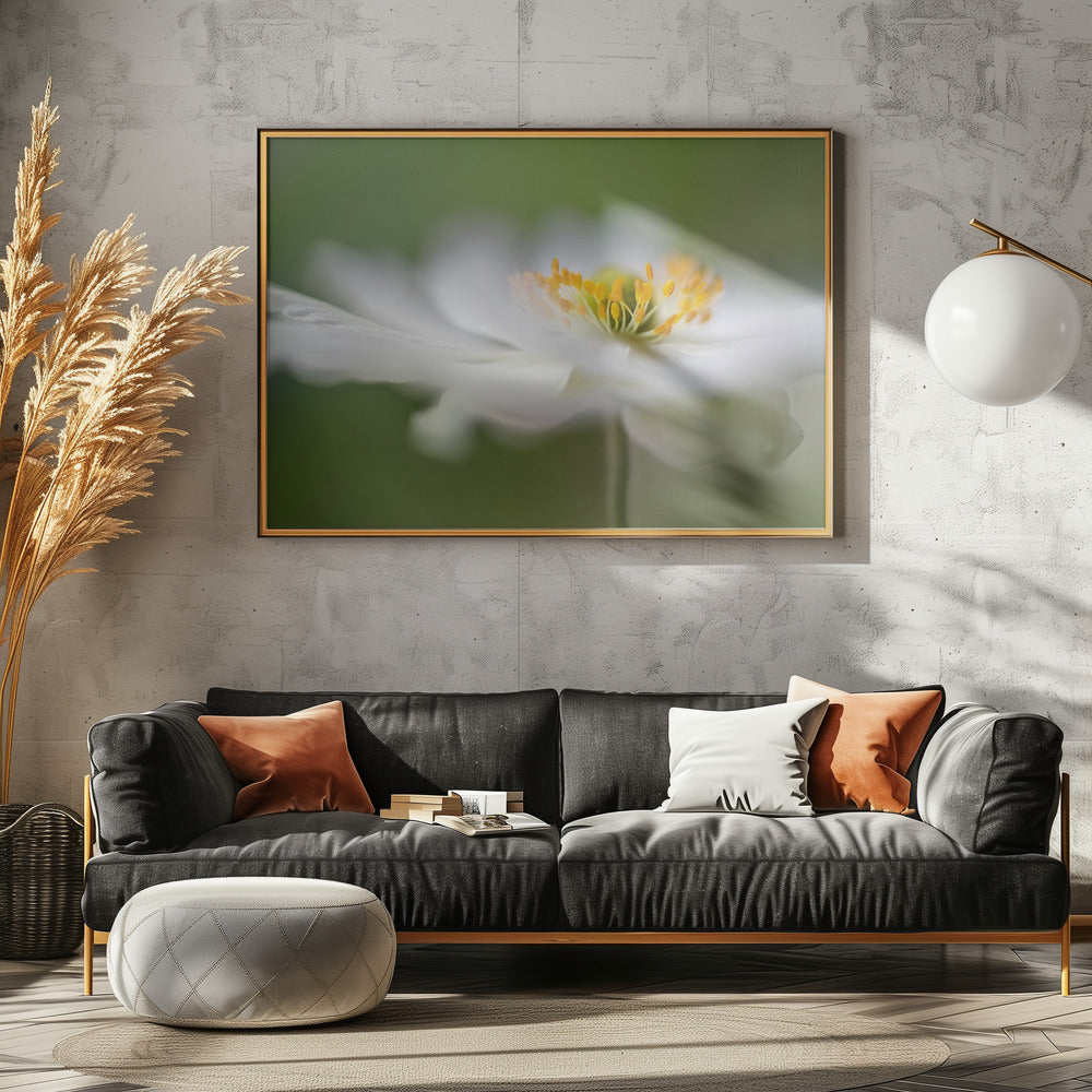 White Anemone | Poster
