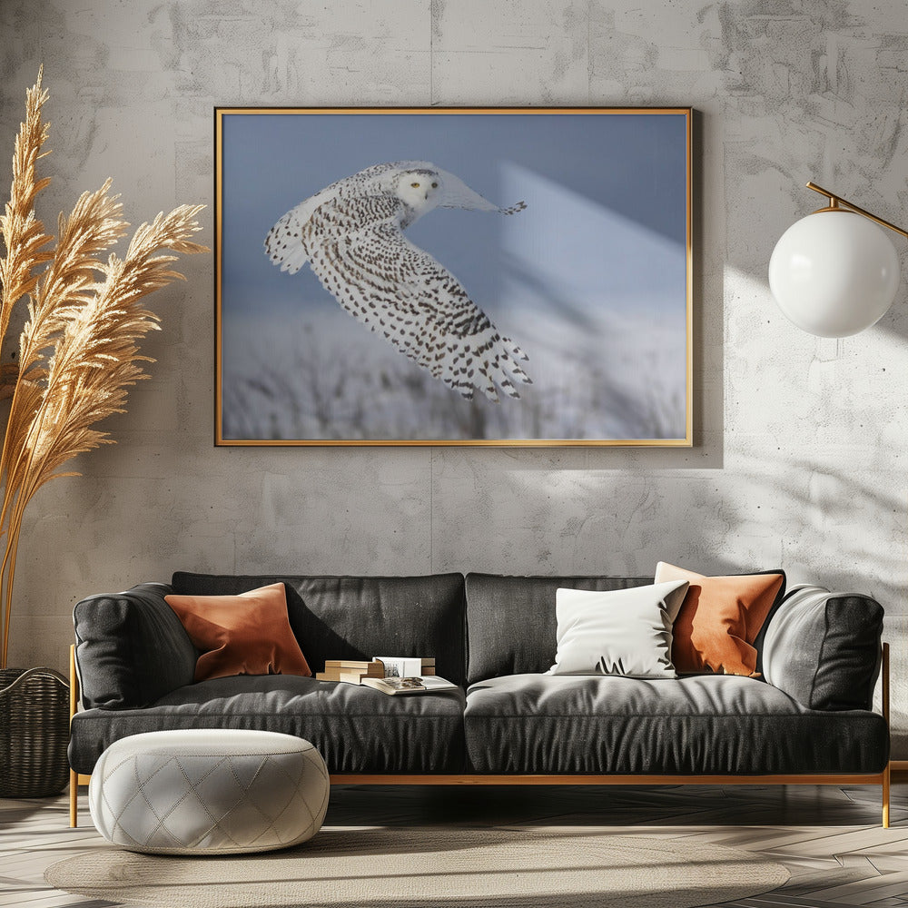 Schneeeule | Poster