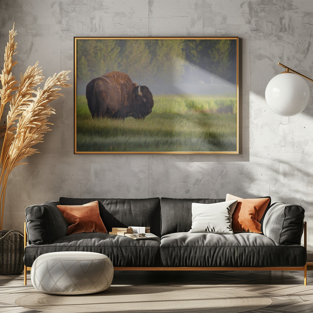 Bison im Morgenlicht | Poster