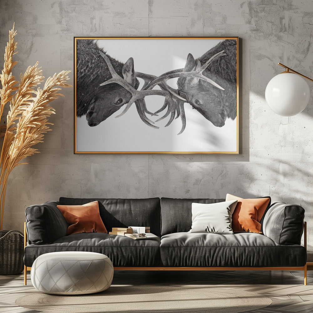 Auge in Auge - Elchkampf | Leinwand