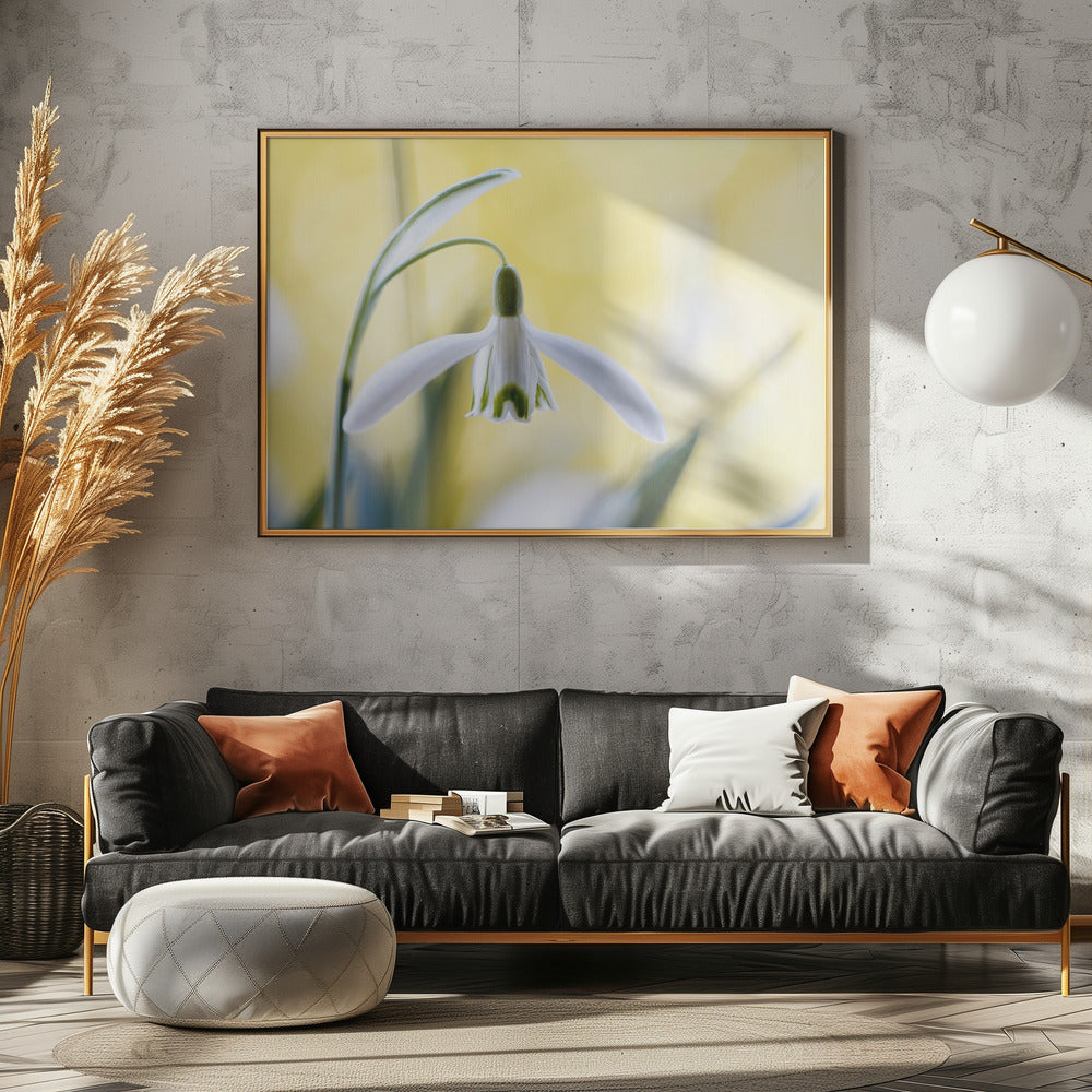 Snowdrops | Poster