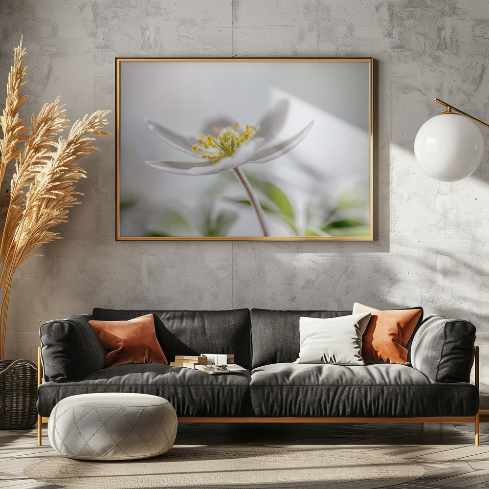 Buschwindröschen | Poster