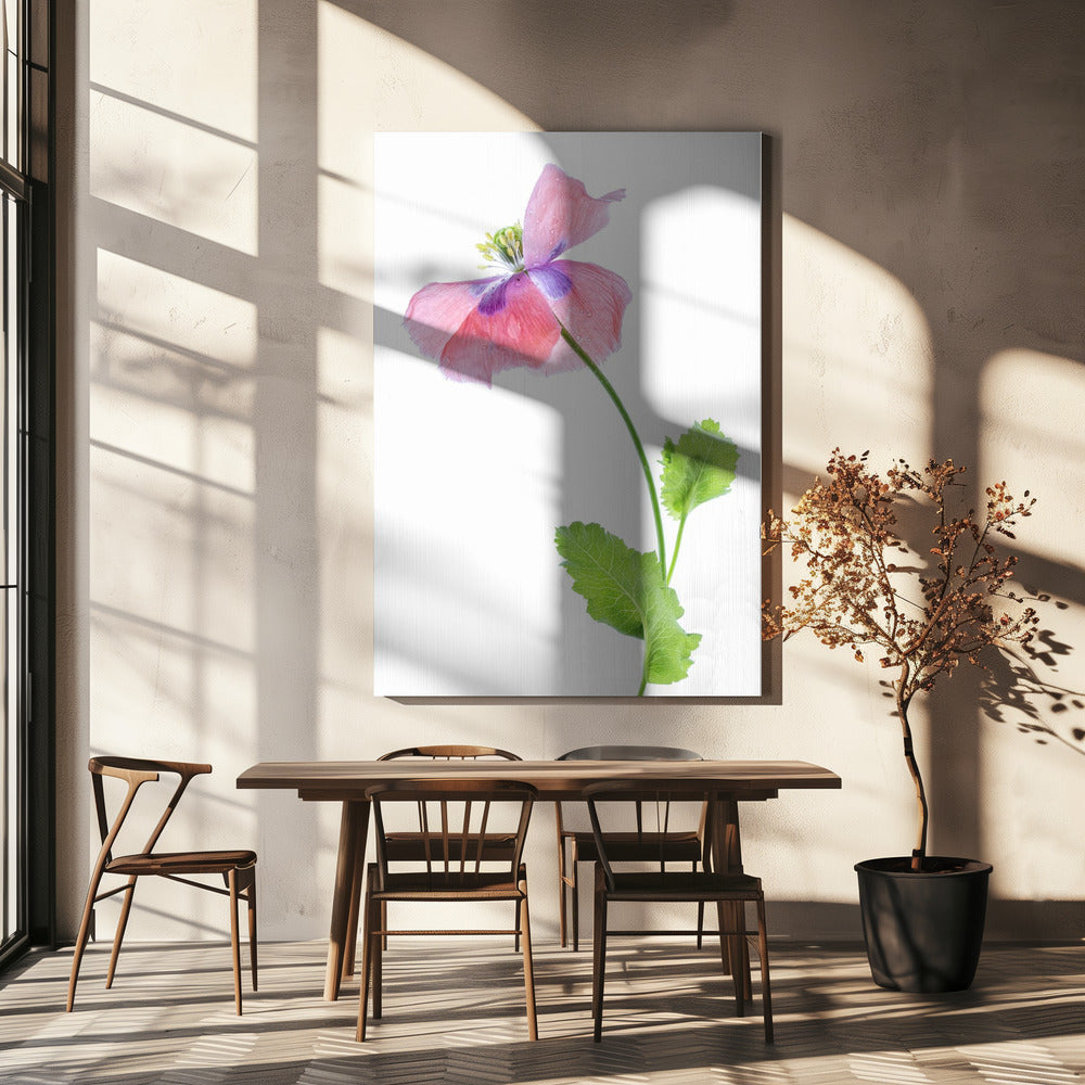 Mohn | Leinwand