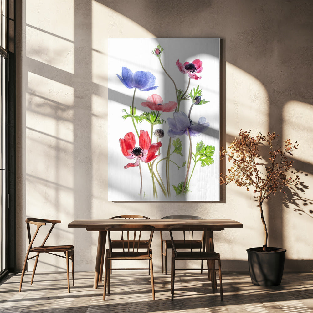 Anemone De Caen | Leinwand