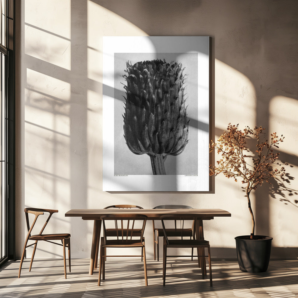 Cirsium Canum (Distel) | Leinwand