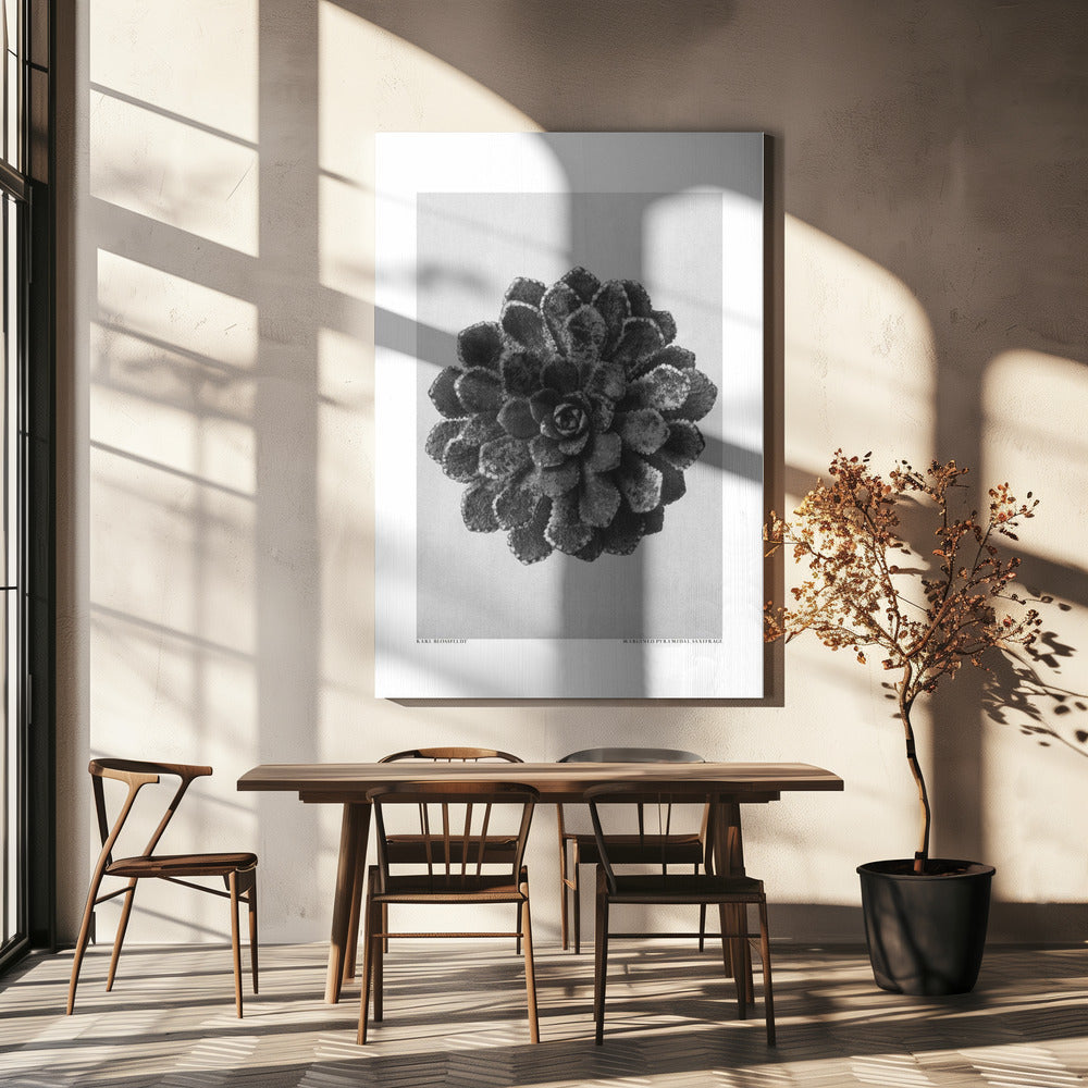 Margined Pyramidal Saxifrage | Canvas