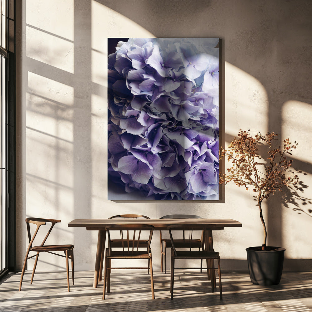 Leuchtend lila Hortensienblüten | Leinwand