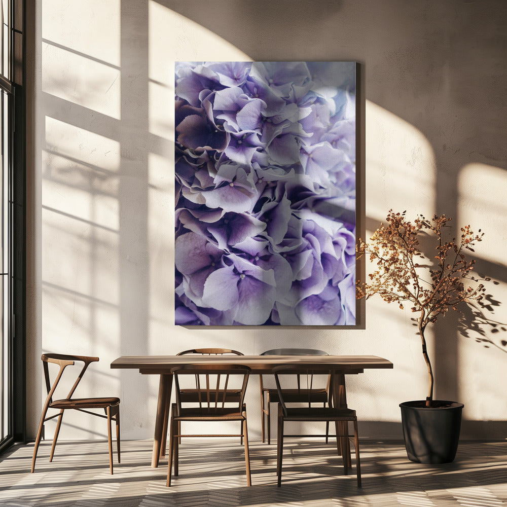 Leuchtend lila Hortensienblüten | Leinwand