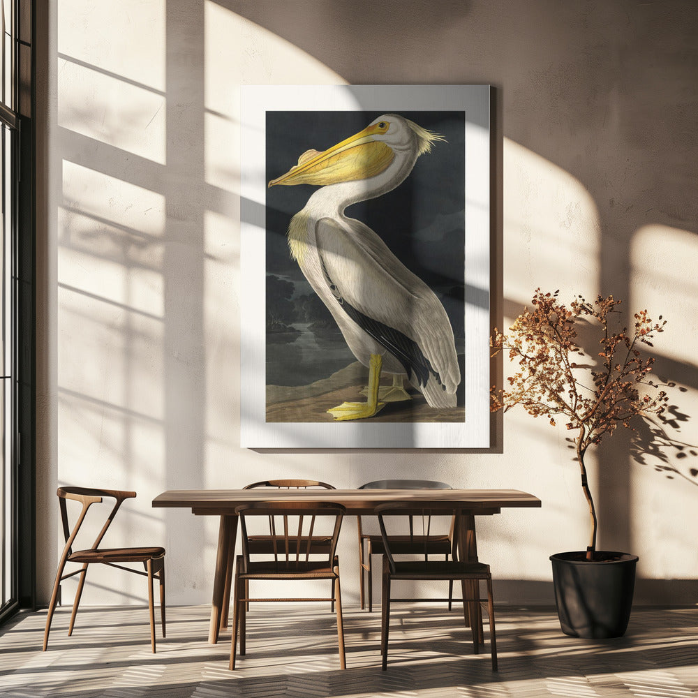 American White Pelican From Birds of America (1827) | Canvas
