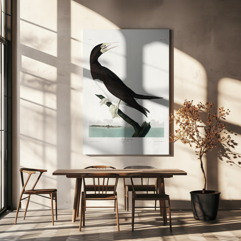 Tölpel aus Birds of America (1827) | Leinwand