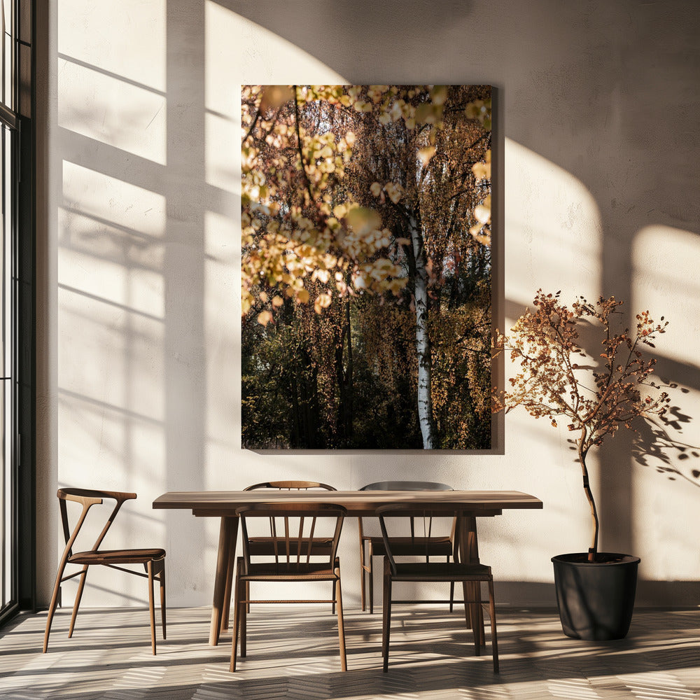 Herbstbirke | Leinwand