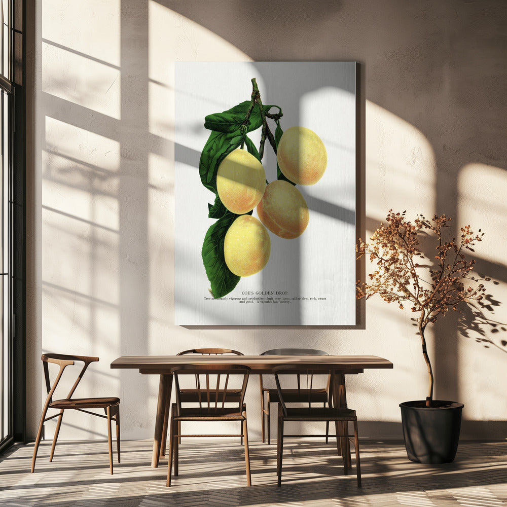 Coes Golden Drop Plum Lithografie | Leinwand