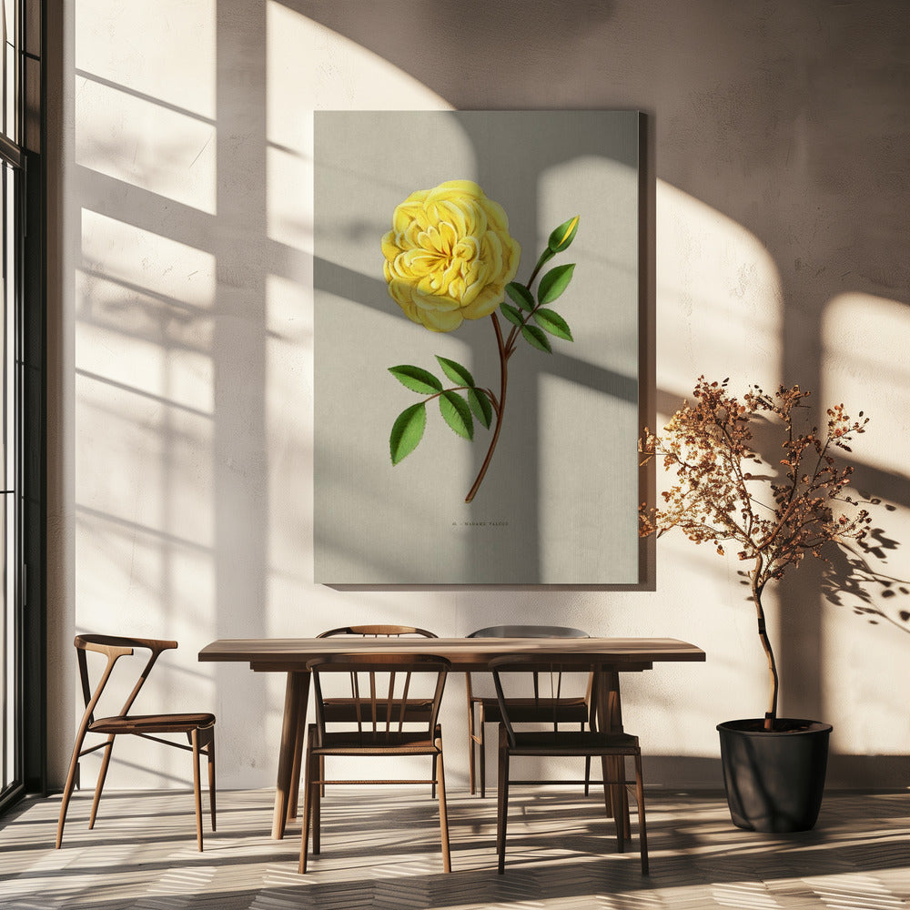 Rose Madame Falcot | Leinwand
