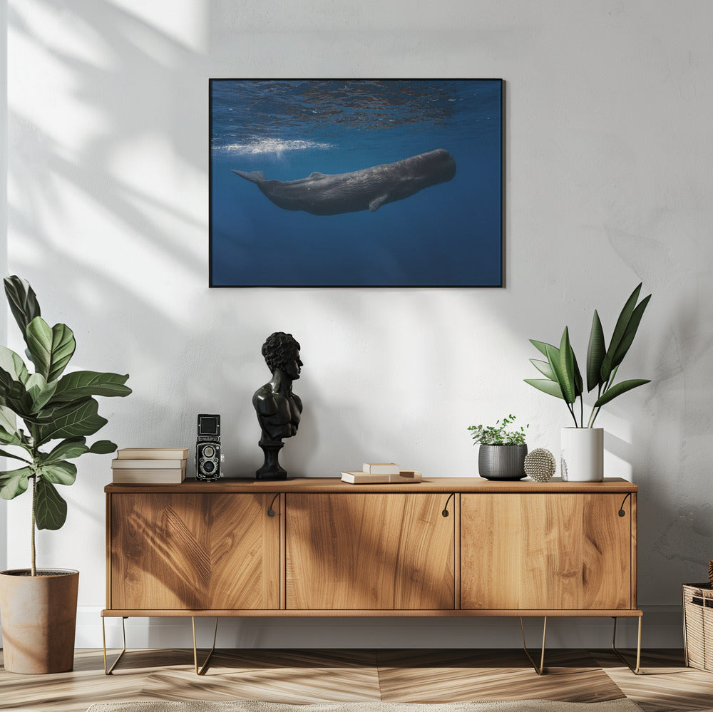 Pottwal | Poster