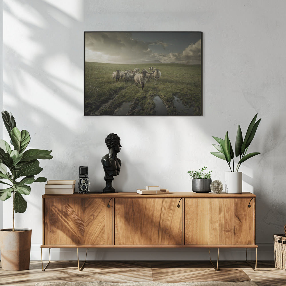 Schaf | Poster