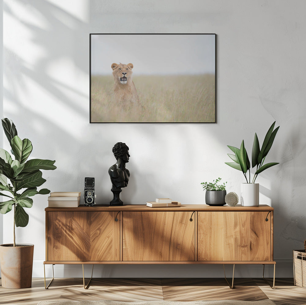 Junger Löwe | Poster