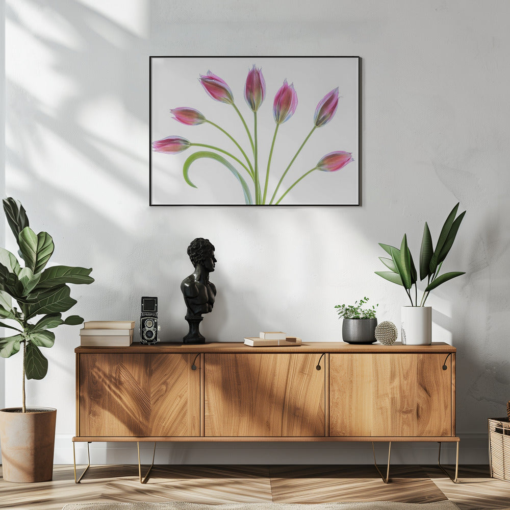 Tulipa | Poster