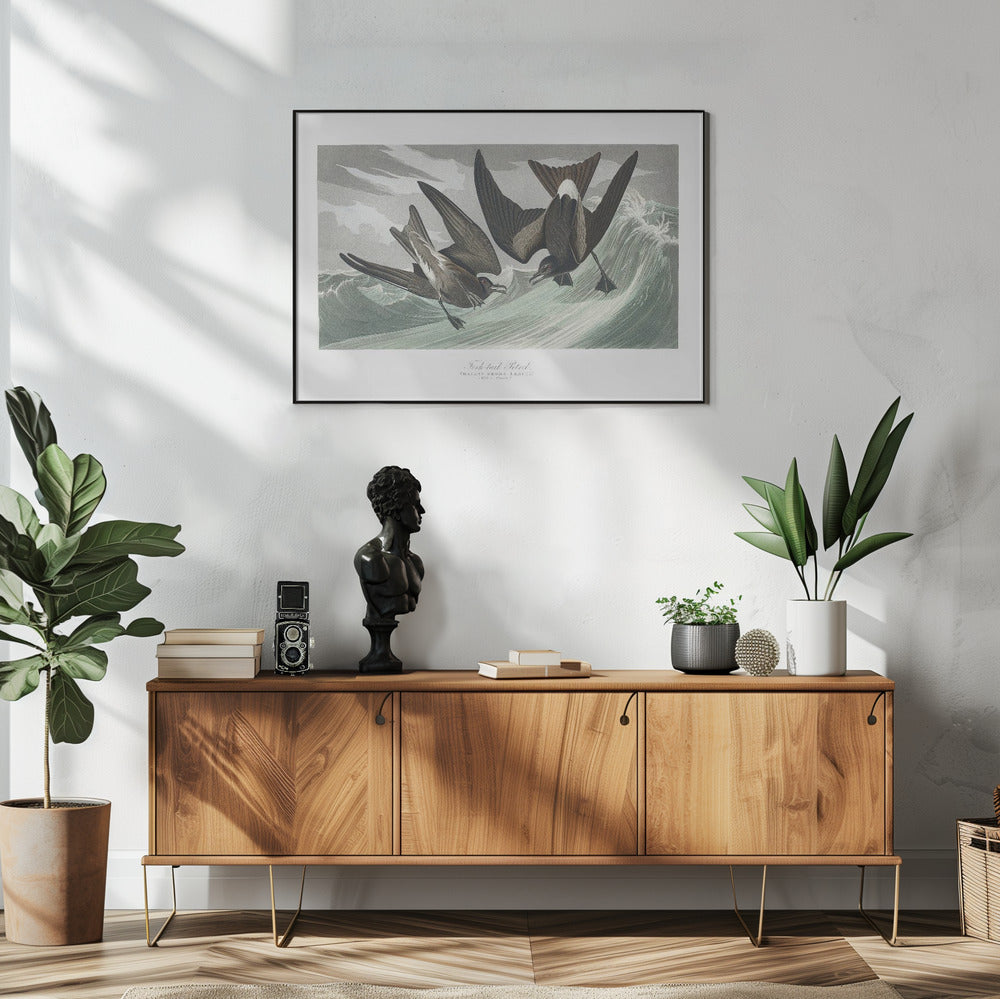Gabelschwanz-Sturmvogel aus Birds of America (1827) | Poster