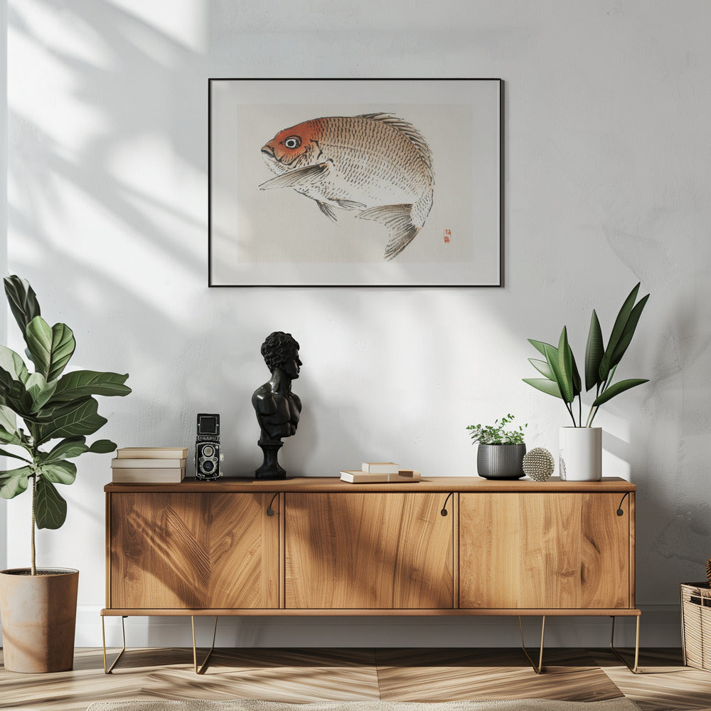 Tai (red Seabream) Fish | Poster