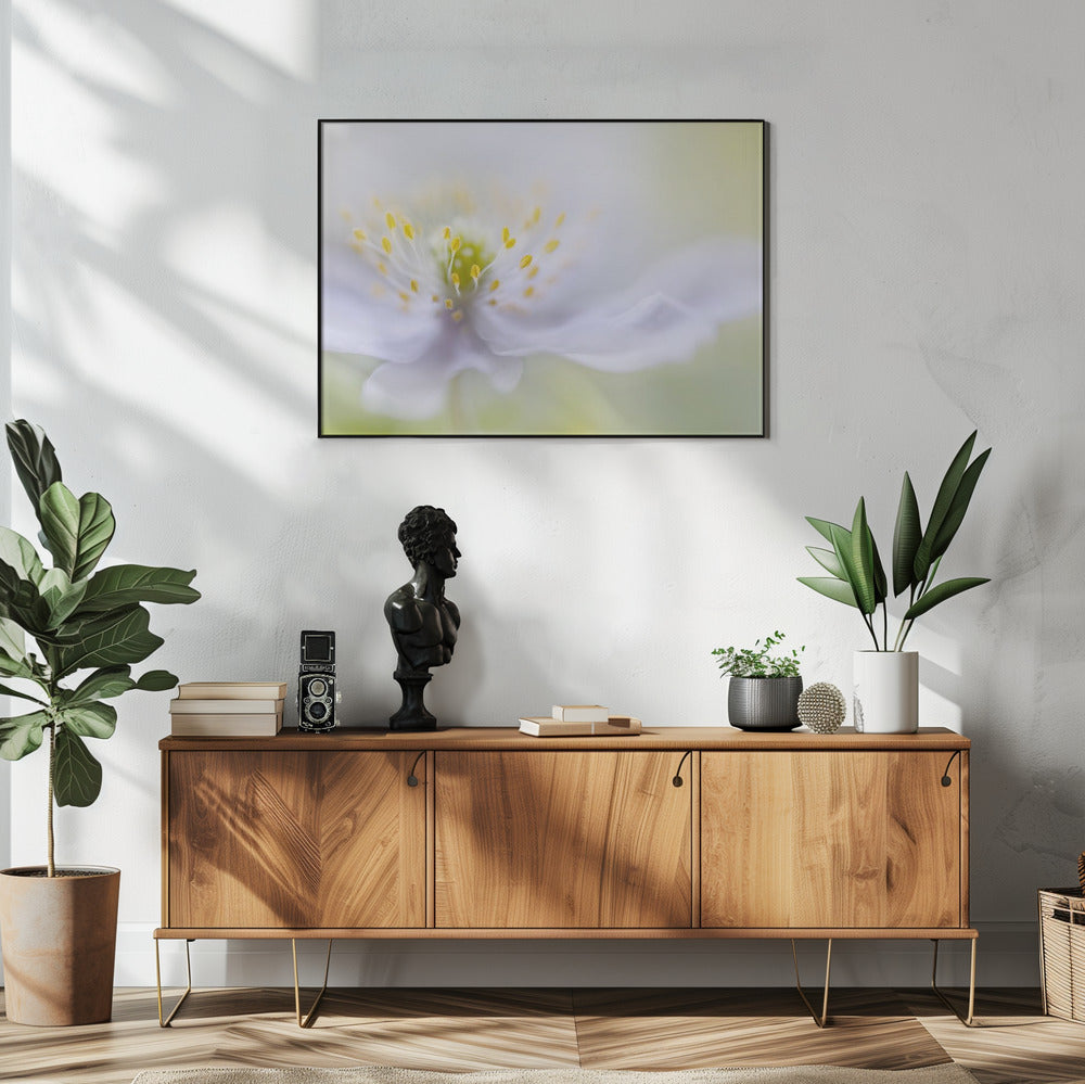 Anemone Beauty | Poster