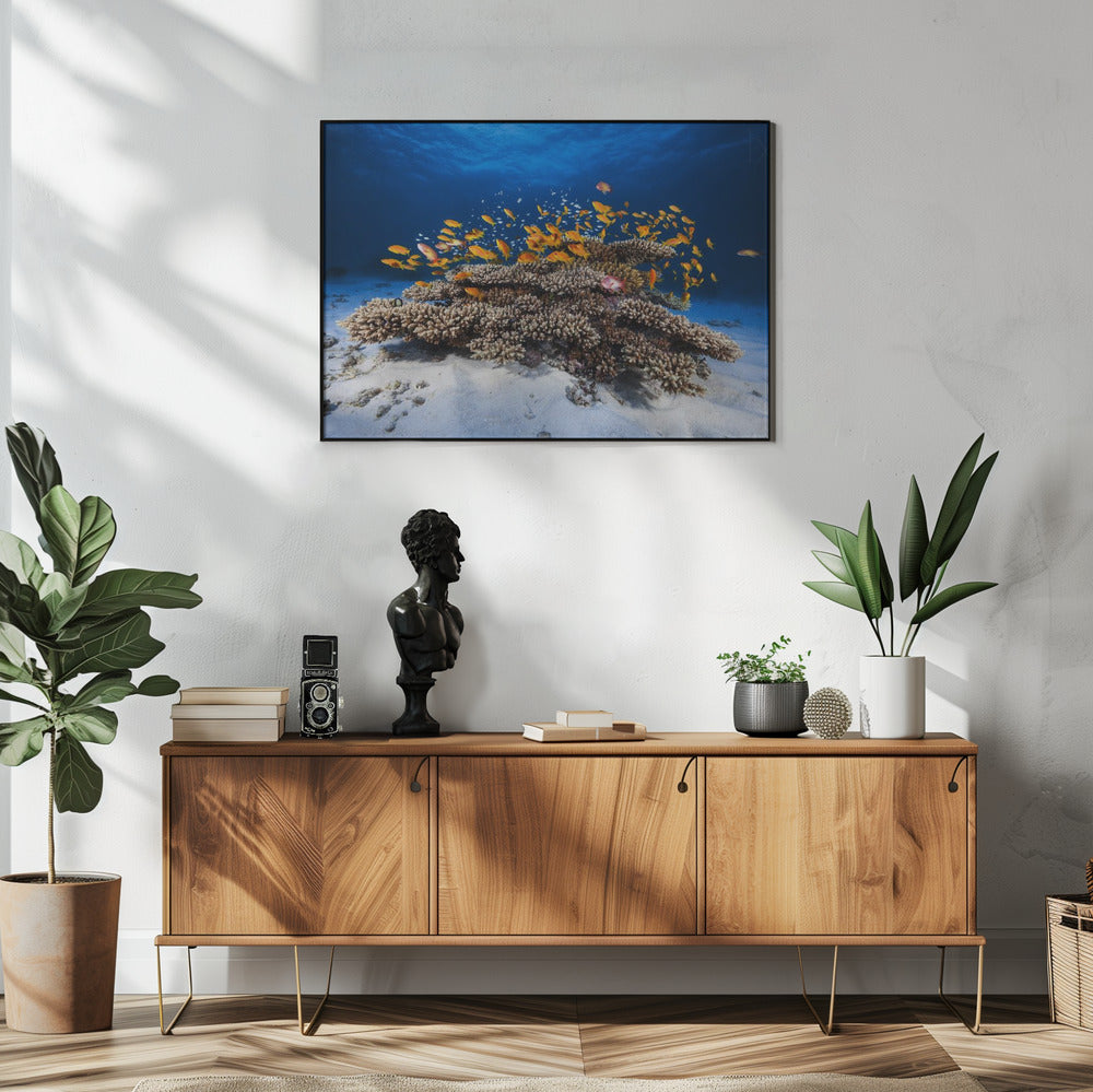 Meereslebewesen | Poster