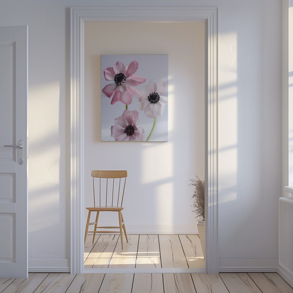 Elegante rosa Anemonenblüten | Leinwand