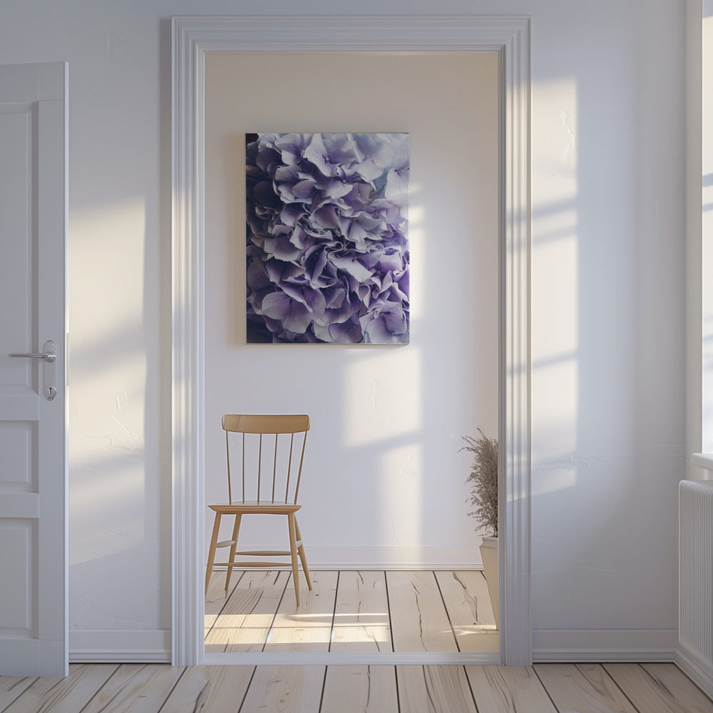 Leuchtend lila Hortensienblüten | Leinwand