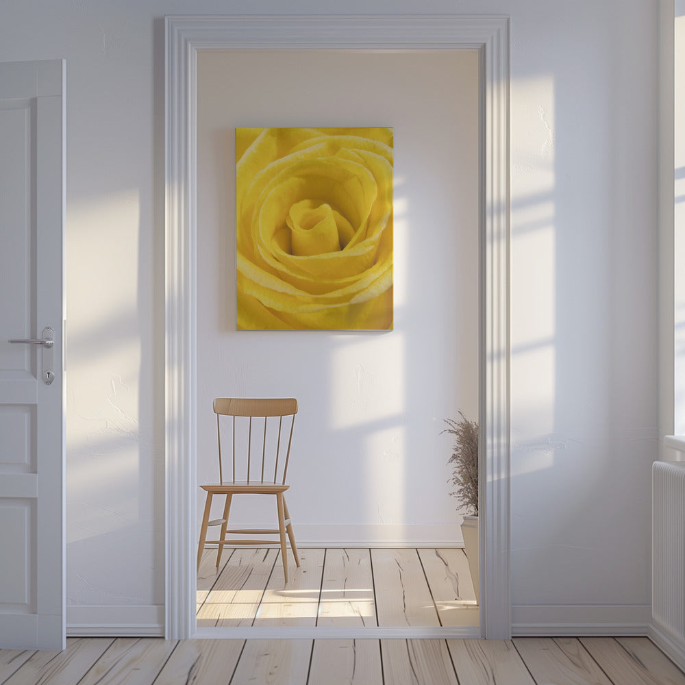 yellow rose | Canvas