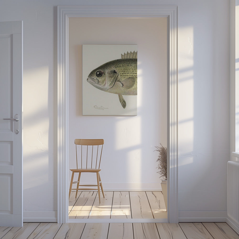 Rock Bass Crop | Leinwand