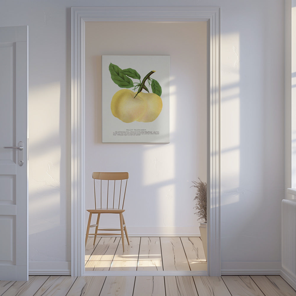 Yellow Transparent Apple Lithograph | Canvas