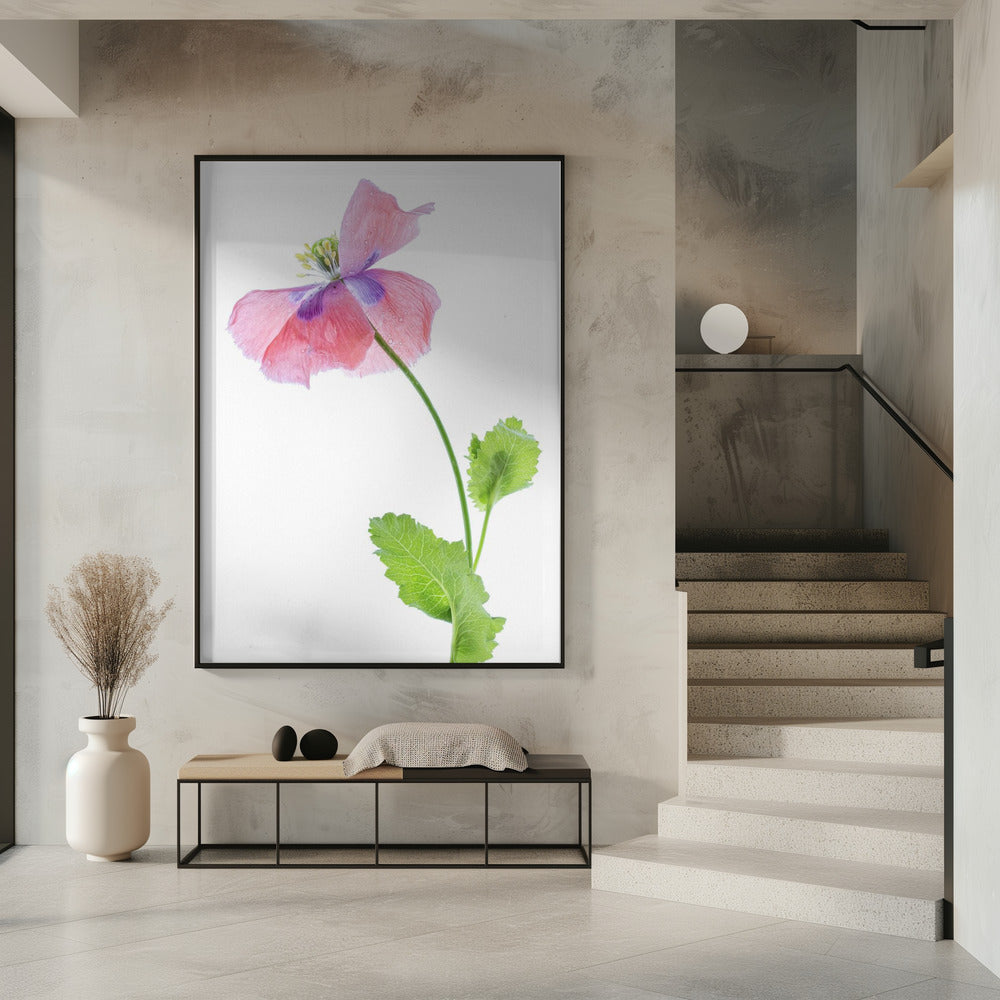 Mohn | Poster