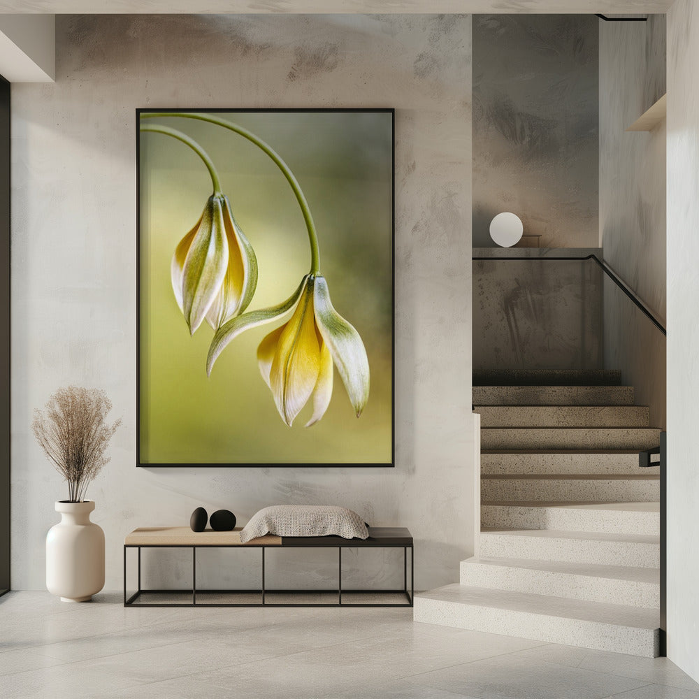 Tulipa | Poster