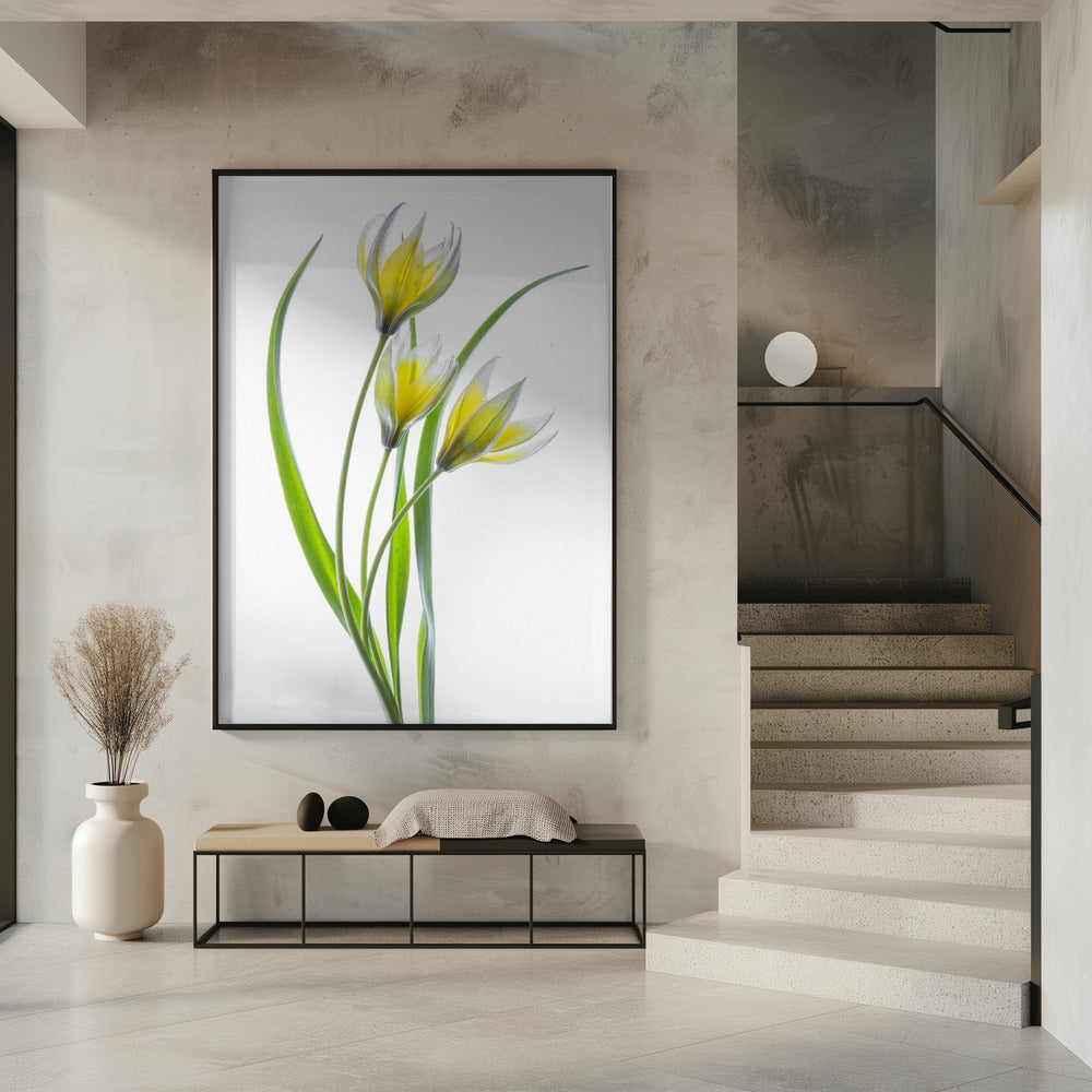 ~~Tulipa~~ | Poster