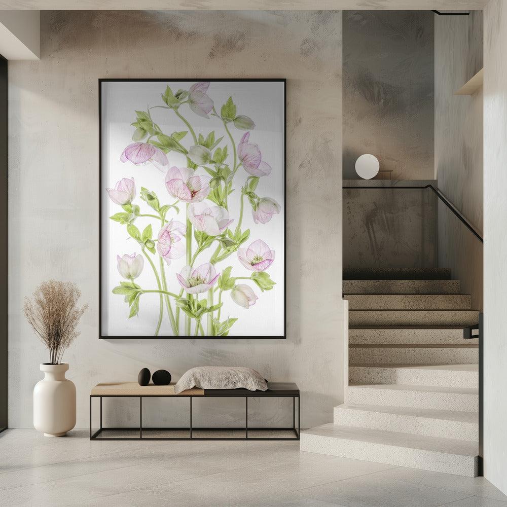 Nieswurz | Poster