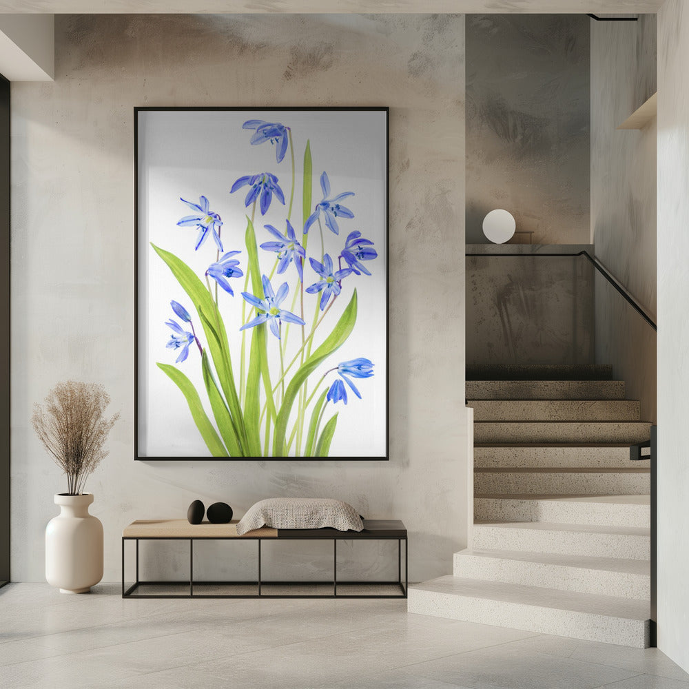Scilla | Poster