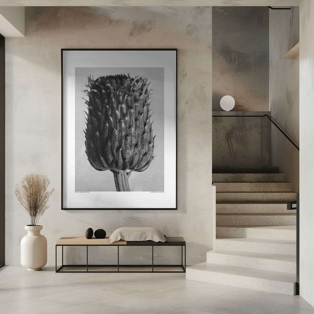 Cirsium Canum (Distel) | Poster