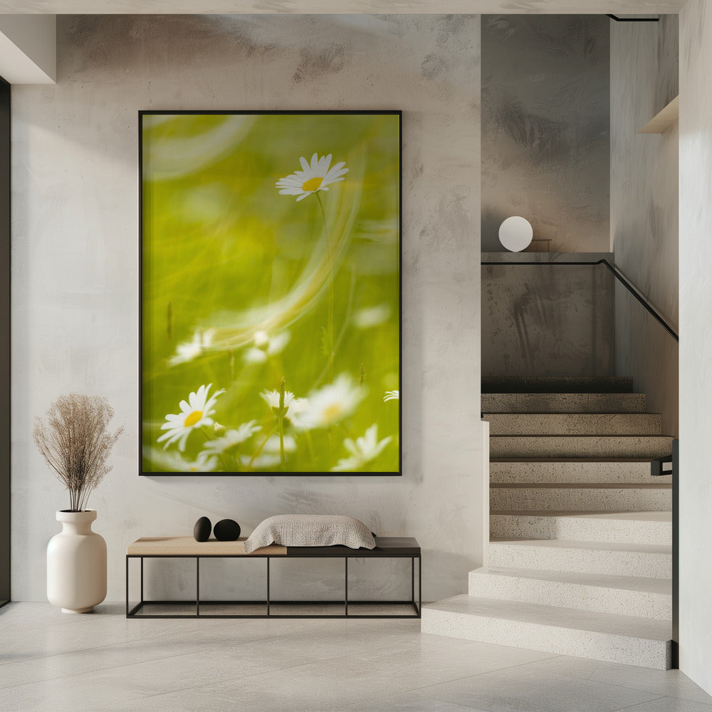 Daisies | Poster
