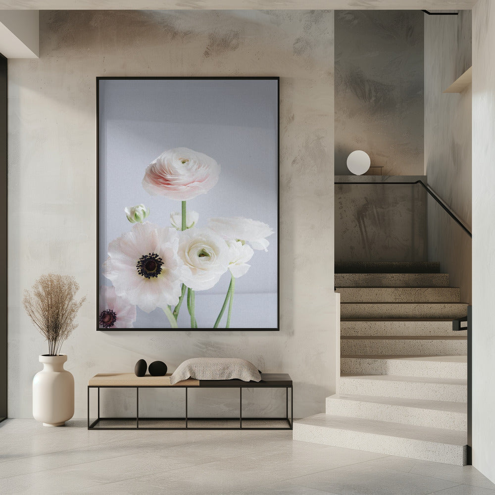 Weiße und blassrosa Ranunkelnblüten | Poster