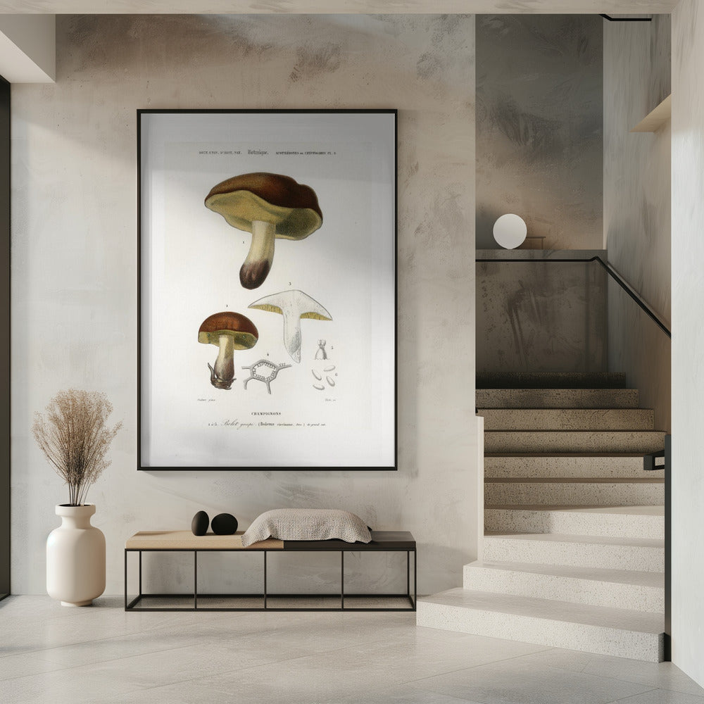 Pilz (Boletus Circinans) | Poster