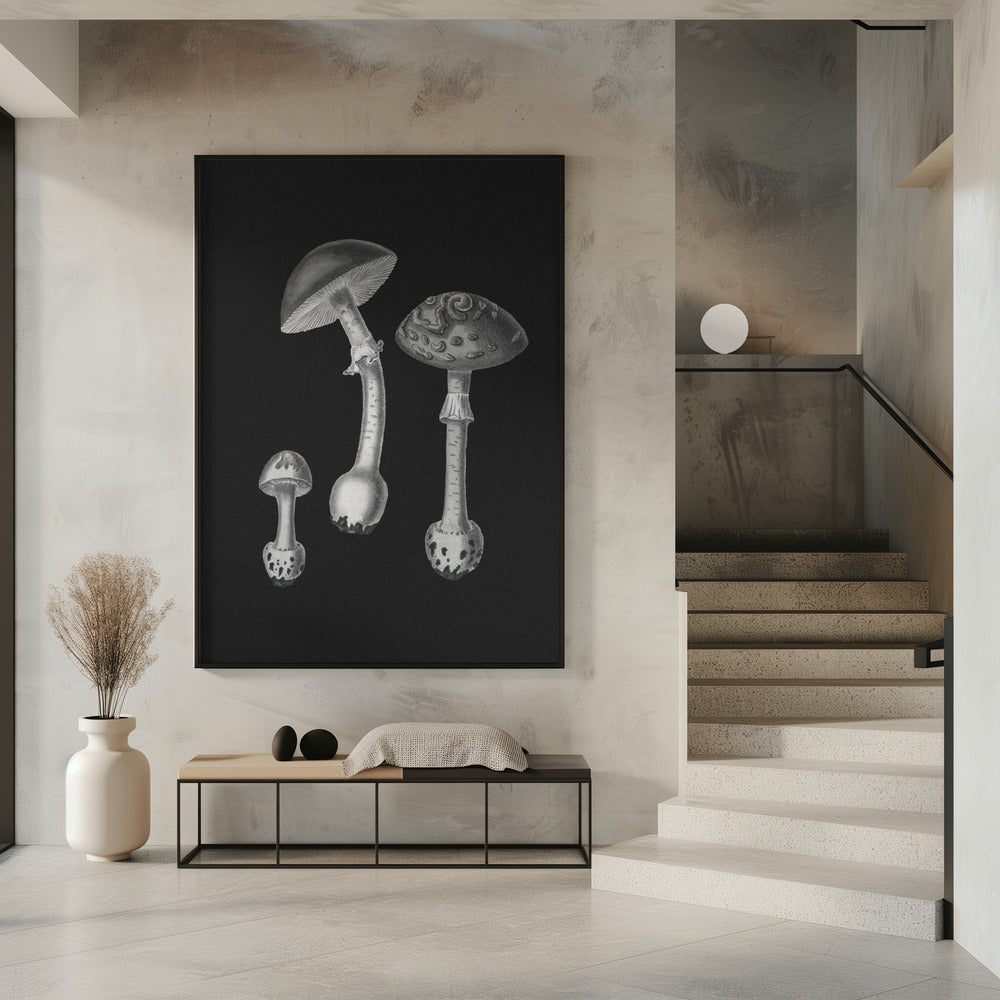 Amanita Muscaria Schwarzer Hintergrund BW | Poster