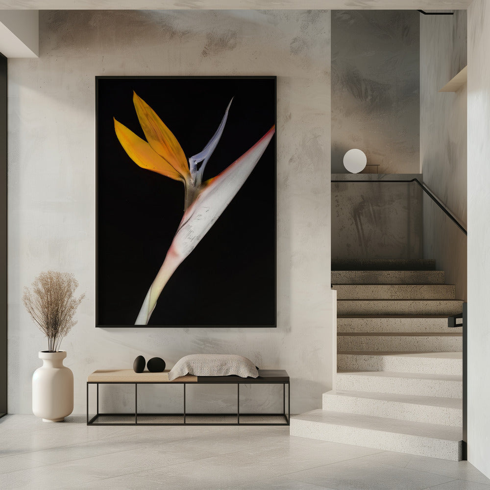 Paradiesvogel | Poster