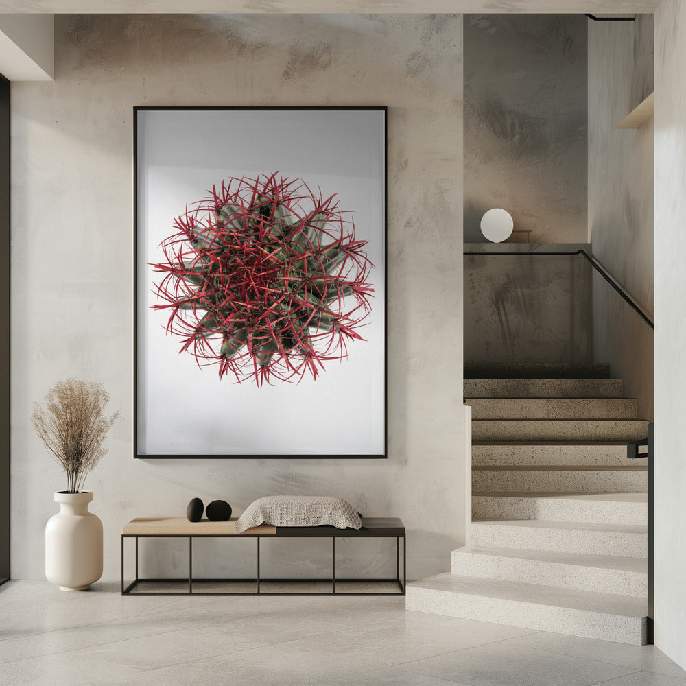 Purpurrote Kaktuskrone | Poster