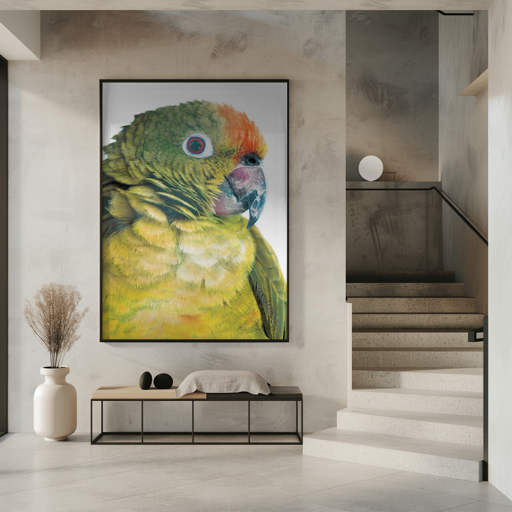 Lebhafter Papageienblick | Poster