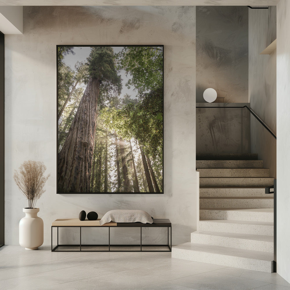 Hoch aufragende Redwoods | Poster