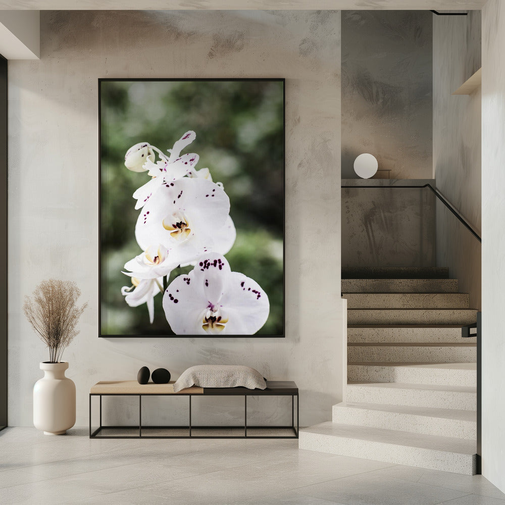Frühlingsblüten | Poster