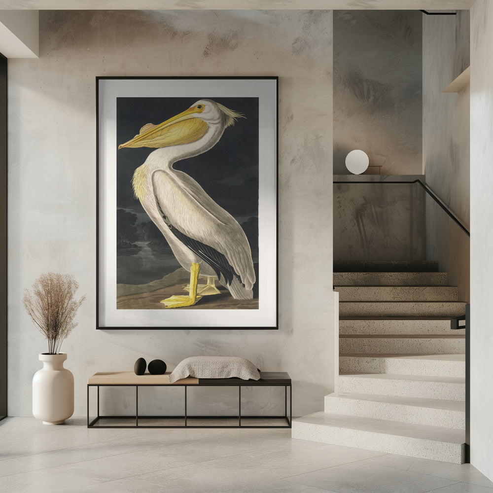 Amerikanischer Weißer Pelikan aus Birds of America (1827) | Poster