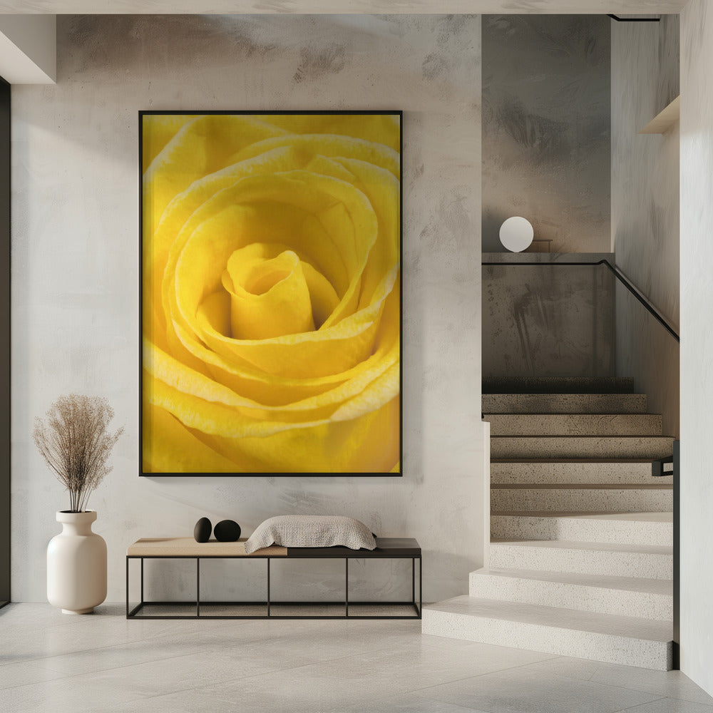 gelbe Rose | Poster